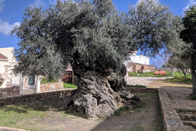 Afternoon Tour: Soap, Olive Oil & Wine Stories of Peza Village - Key Highlights You’ll Actually Care About