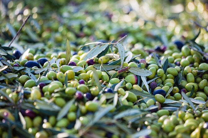 Afternoon Tour: Soap, Olive Oil & Wine Stories of Peza Village - Winery Stop in the Peza Valley: Vidiano and Kotsifali in a Guided Tasting