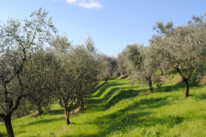 Afternoon Tour: Soap, Olive Oil & Wine Stories of Peza Village - The People Factor: Hospitality Turns Food Into a Memory