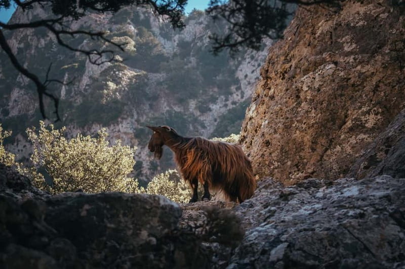 Agia Galini/Matala: Imbros Gorge & Frangokastello Day Tour - What kind of traveler this suits best