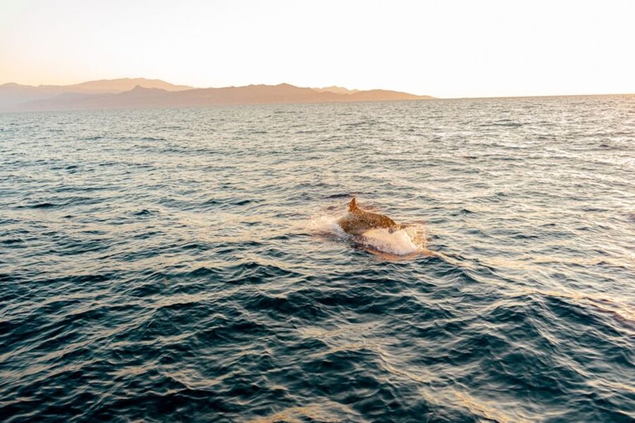 Agios Nikolaos: Mirabello Bay Sailing Cruise with Meal - Who This Cruise Fits Best (And Who Should Skip It)