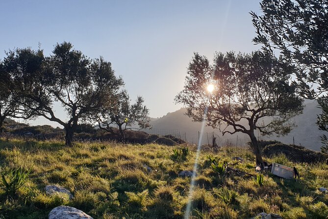 Authentic Olive Oil and Cultural Experience in Crete - Key Highlights You Should Know Before You Go
