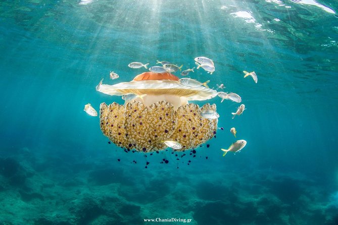 Boat Trip in Crete with Guided Snorkeling and Free Pick up! - Marathi anchorage: calm water snorkeling at your pace