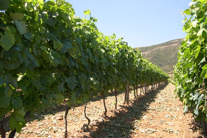 Chania 4x4 Sunset Safari Tour - The included meze + wine: what value looks like in the real world