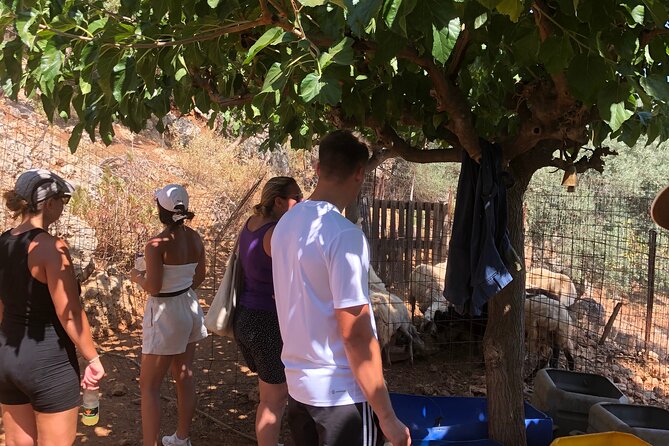 Chania Area: Cooking Class at a Farm in Stylos Village (organic) - Free-Range Sheep to Goat Milking: Learning Farm Life Up Close