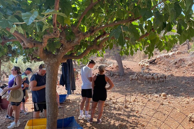 Chania Area: Cooking Class at a Farm in Stylos Village (organic) - Olives, Vineyard Lessons, and a Lemonade Break With Real Views