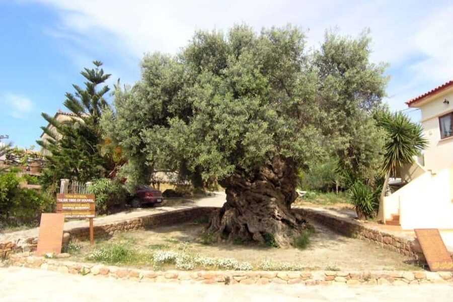 Chania Area: Food Tasting Tour with Winery Visit - Key highlights worth your morning
