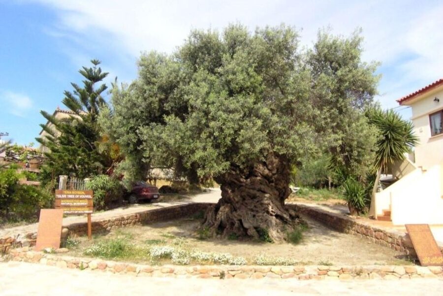 Chania Area: Food Tasting Tour with Winery Visit - Pnevmatikakis Winery in Kissamos: the wine tasting with real-world context