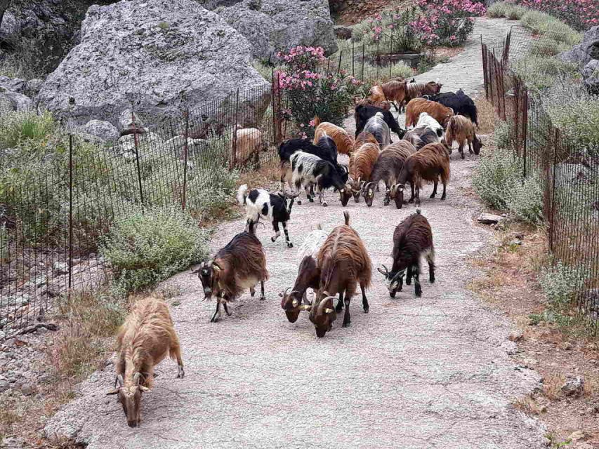 Chania: Balos and Falassarna Tour with Loungers and Lunch - Price and Logistics: Is $194 Worth It?