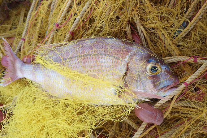 Chania Fishing with Nets Catch and Cook with a Local Fisherman - Two fishing spots in the morning: why it’s worth it
