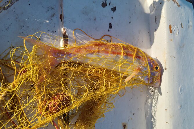 Chania Fishing with Nets Catch and Cook with a Local Fisherman - Price and value: what $172.16 buys you