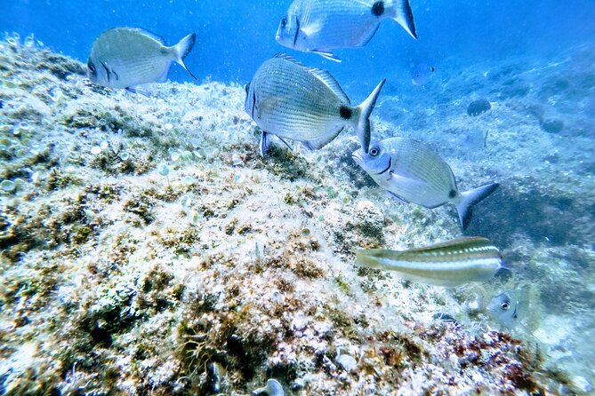 Chania Guided Snorkeling and Boat Excursion - Getting there: pickup from Chania, Kalyves, and nearby towns
