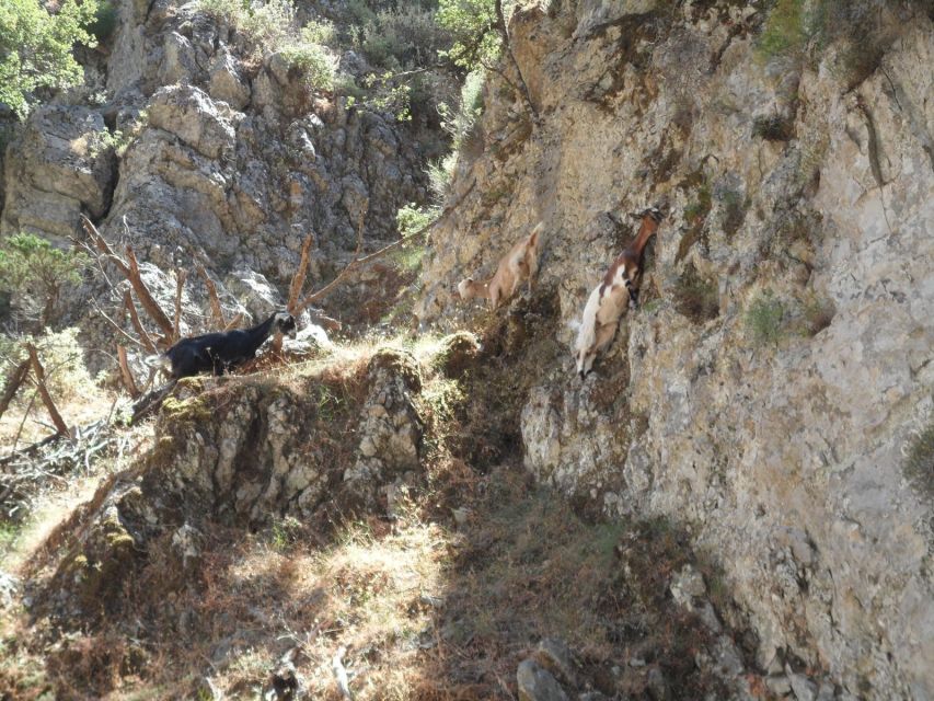 Chania: Imbros Gorge and Libyan Sea Day Tour - Shoes, Sun, and Small Comfort Tricks That Save the Day