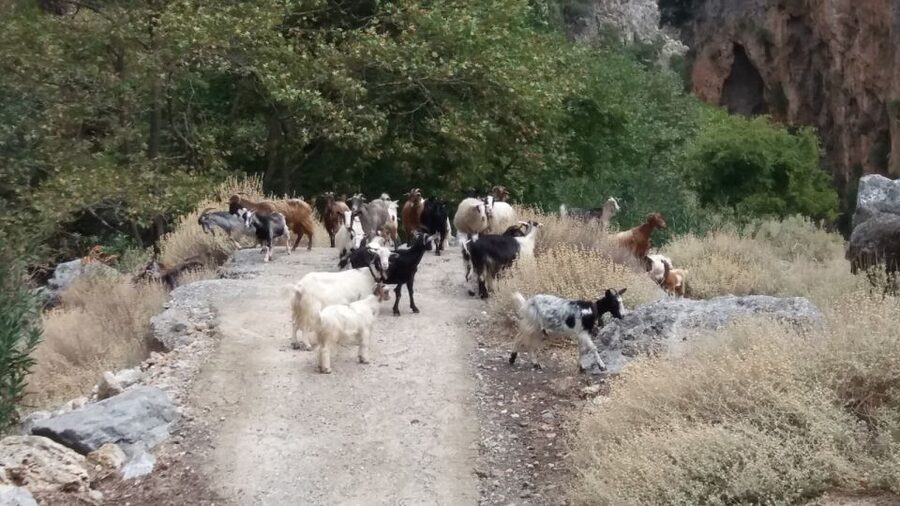 Chania: Milia Mountain Tour w/Lunch Olive Oil/Wine Tastings - The Food and Drink Plan: What You Actually Get