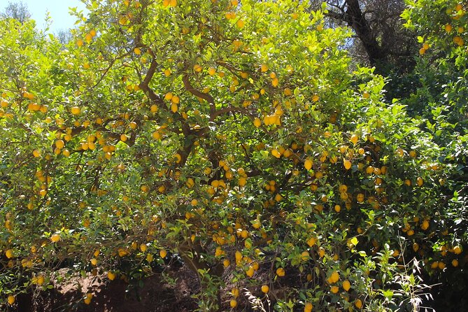 Chania Nature & Villages, White Mountains & Unique Cretan Lunch - Stop 4: Kirtomados Village and an Organic Avocado Farm Visit