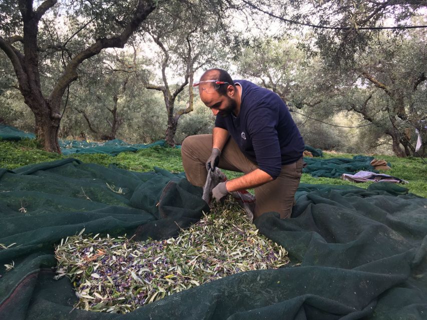 Chania Private Olive Oil Tour: Oil Tasting & Villages Tour - Key Highlights You’ll Actually Care About