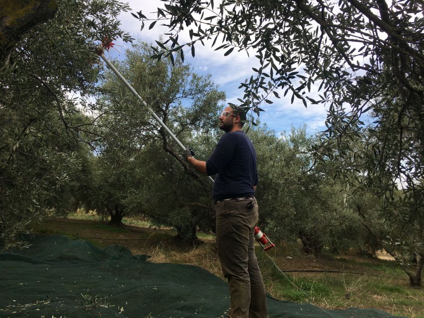 Chania Private Olive Oil Tour: Oil Tasting & Villages Tour - The 3000+ Year Olive Tree: A Nature Stop That Feels Like a Time Machine