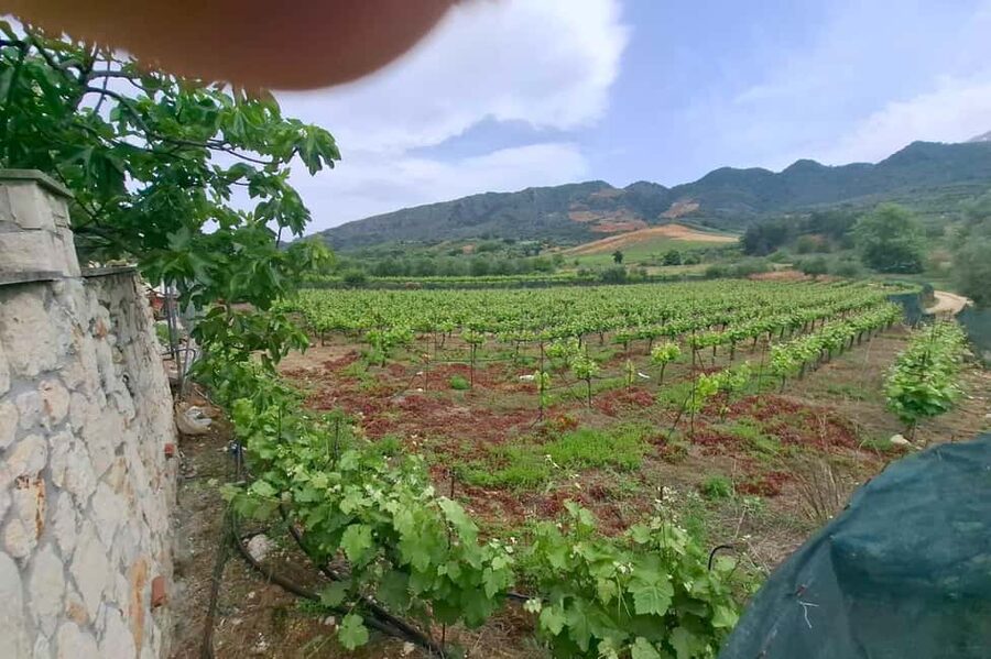 Chania Private Wine Tasting Tour & Theriso Village Visit - Price, Value, and Who This Private Tour Makes Sense For
