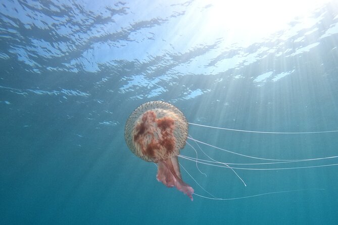 Chania Scuba Diving 2 Shore Dives(Receive Certification) - Key highlights you’ll actually feel