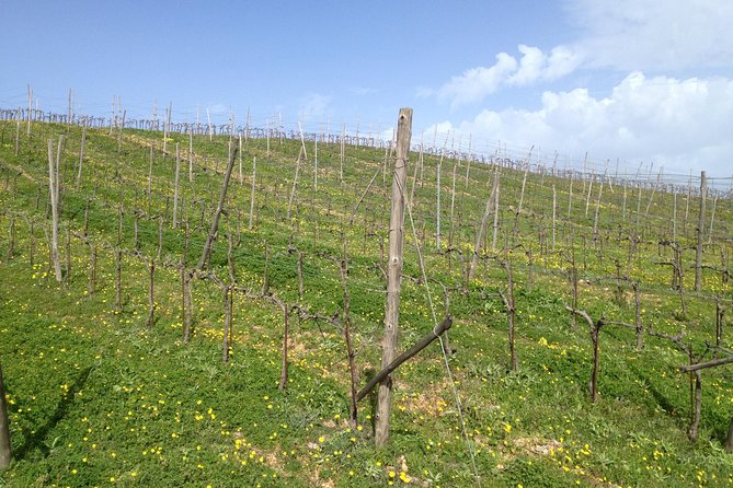Chania Shore Excursion Off Road Vineyard and Winery Tour Half Day - Key Things I’d Bet On Before You Book