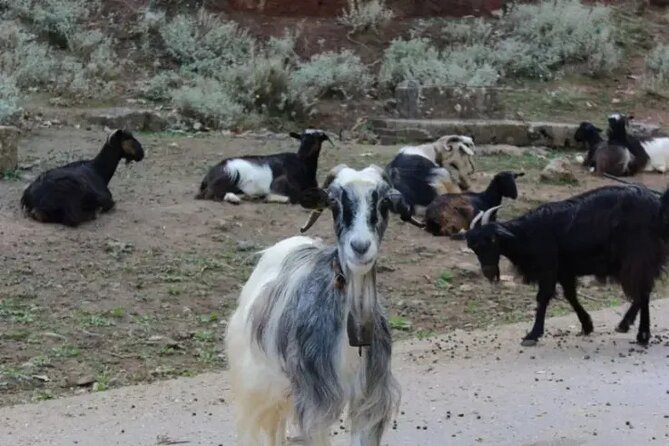 Chania White Mountains Private Tour: From Sea to Summit! - Theriso Gorge by Car: Goat Spotting and Gorge Photos That Feel Close