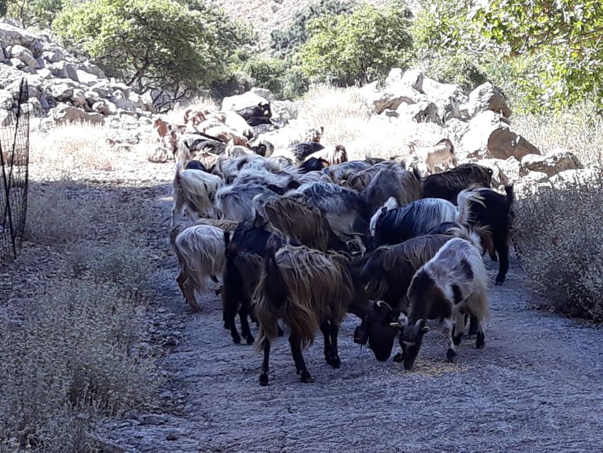 Chania: White Mountains Safari Tour with Lunch and Tastings - Who this tour suits best (and who should skip it)