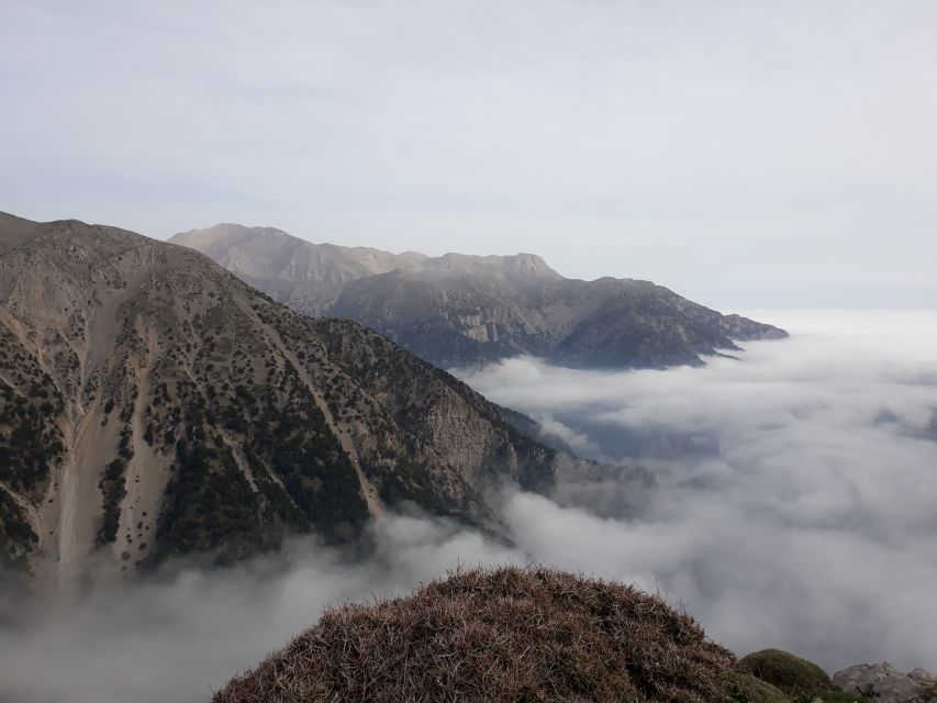 Chania: White Mountains Safari Tour with Lunch and Tastings - Ano Vouves: the olive tree stop that makes time feel weird