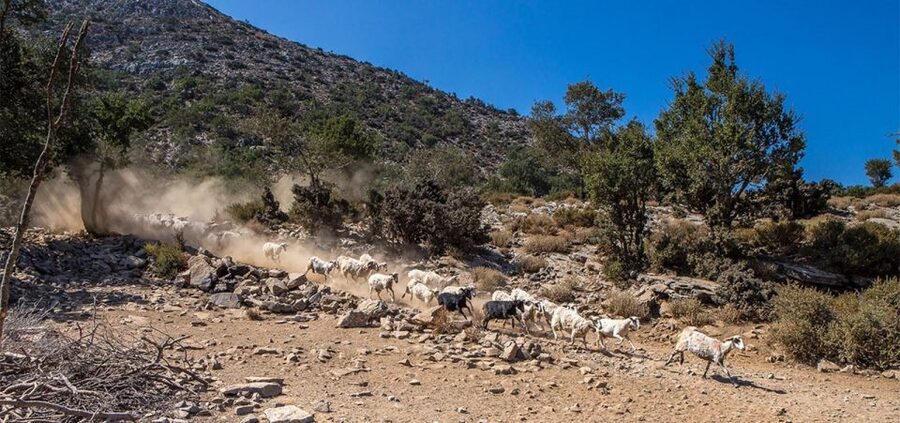Chania: White Mountains Safari Tour with Lunch and Tastings - Lunch with a Samaria Gorge view and a Pachnes summit moment