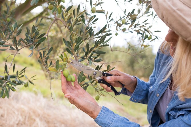 Cretan Wines & Olive oil tour - The treasures of Crete - How to make the most of the day without feeling rushed