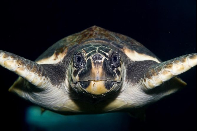 CRETAquarium Entrance Ticket in Crete - CRETAquarium key highlights at a glance