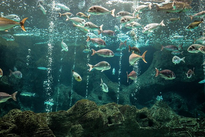 CRETAquarium Entrance Ticket in Crete - The animals you’ll actually see: 2,000 creatures across 200 species