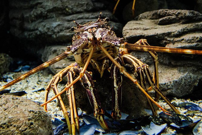 CRETAquarium Entrance Ticket in Crete - What makes this aquarium more than just tanks