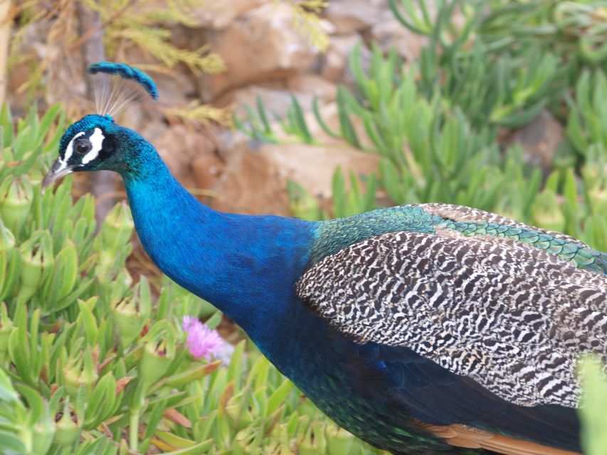 Crete: Agios Nikolaos, Kritsa and Amazonas Park Day Trip - Amazonas Park: a conservation sanctuary with real animal moments