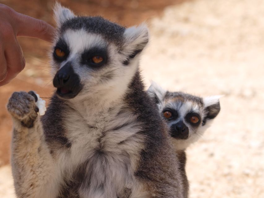 Crete: Agios Nikolaos, Kritsa and Amazonas Park Day Trip - Price and value: $61 plus the Amazonas Park ticket