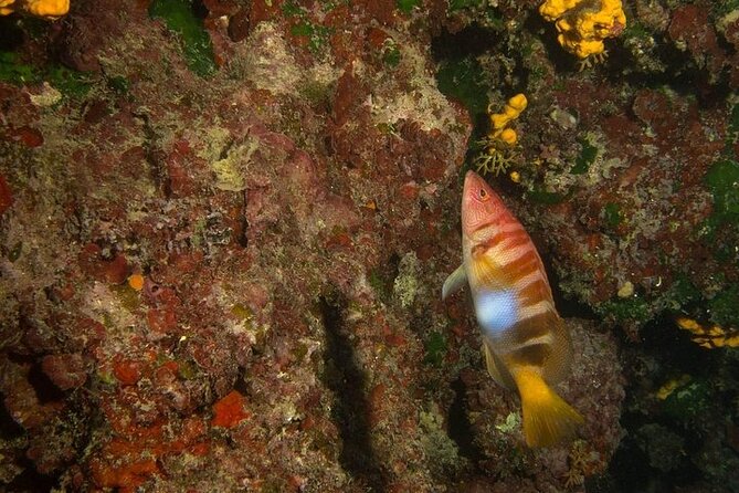 Crete-Chania: Snorkeling & Scuba Dive for Beginners by Boat - The Open-Water Scuba Session: First-Time-Friendly and Measured