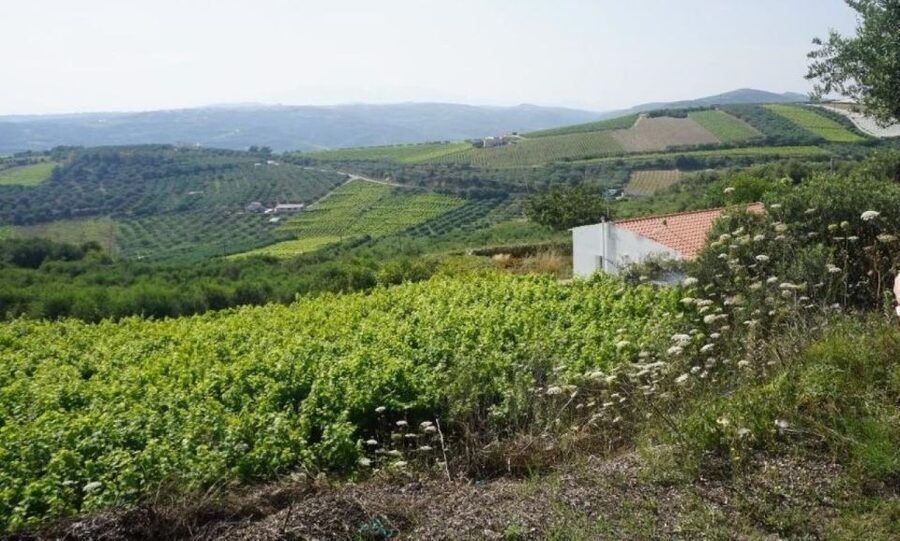 Crete: Full-Day Cretan Wines, Olive Oil, Raki and Food Tour - Traditional lunch in a real taverna, not a stop-and-go meal
