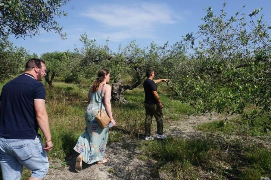 Crete: Full-Day Cretan Wines, Olive Oil, Raki and Food Tour - Price and value: why $141 can make sense on Crete