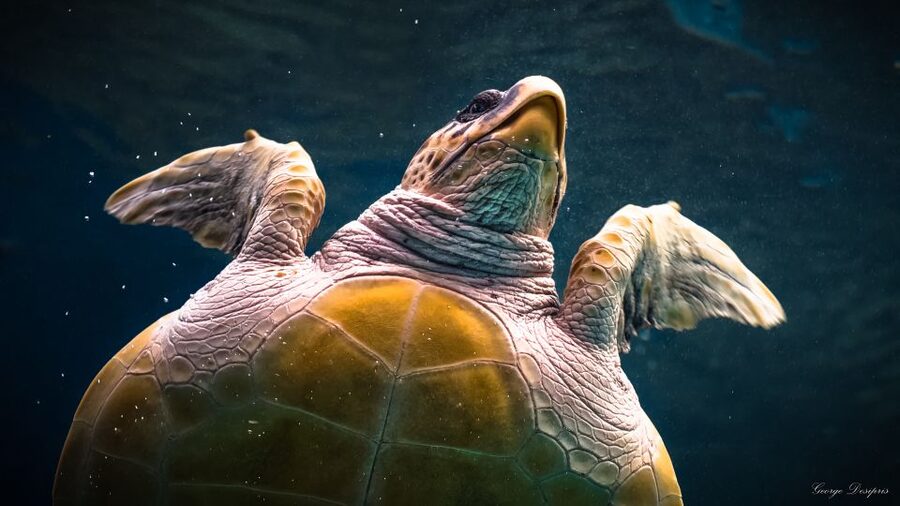 Crete: Heraklion Center, Local Market and Creta Aquarium - Should you book Creta: Heraklion Center, Local Market and Creta Aquarium?
