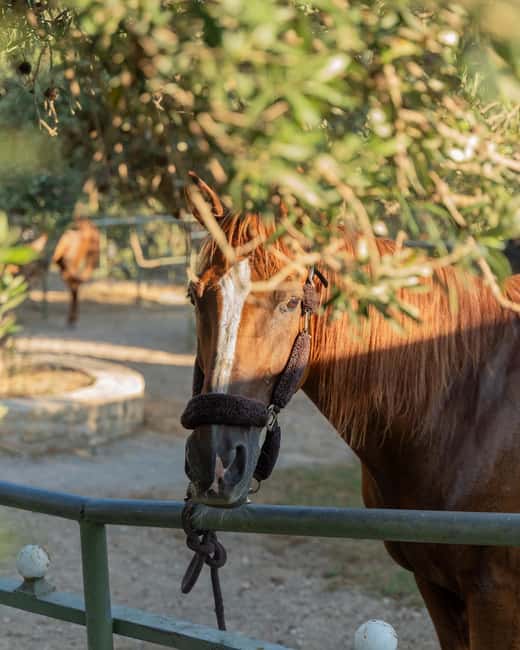 Crete Horse Riding: East Coastline Ride - Ammoudi and the Eastward Route: Why the Coastal Roads Feel Like Freedom