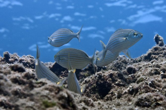 Crete Introductory Scuba Diving Experience - Why This Intro Scuba Experience Works So Well in Crete
