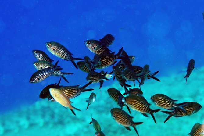 Crete Introductory Scuba Diving Experience - What You’ll Actually See Underwater (and Why Expectations Should Stay Realistic)
