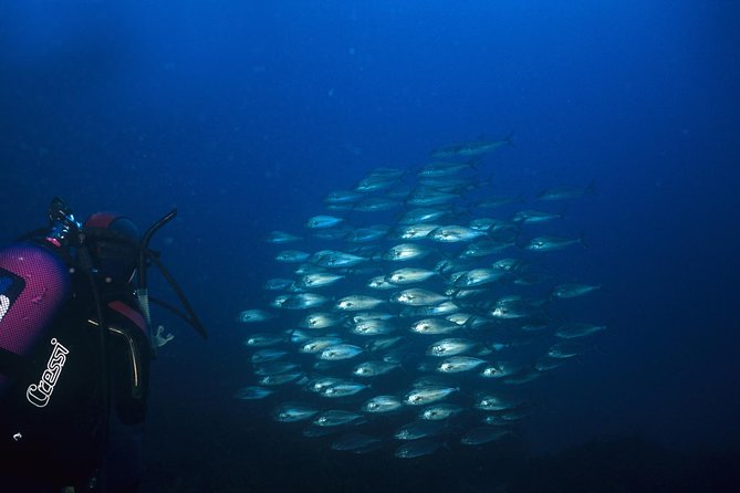Crete Introductory Scuba Diving Experience - Theory, Pool or Shallow Water Practice, Then Open-Water at 3–6m