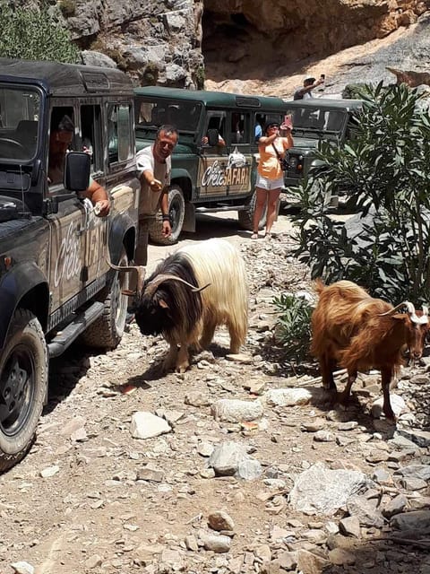 Crete: Jeep Safari Wine & Olive Oil testing Shepherd's House - Olive Oil Farm Visit: Where the Tour Gets Specific