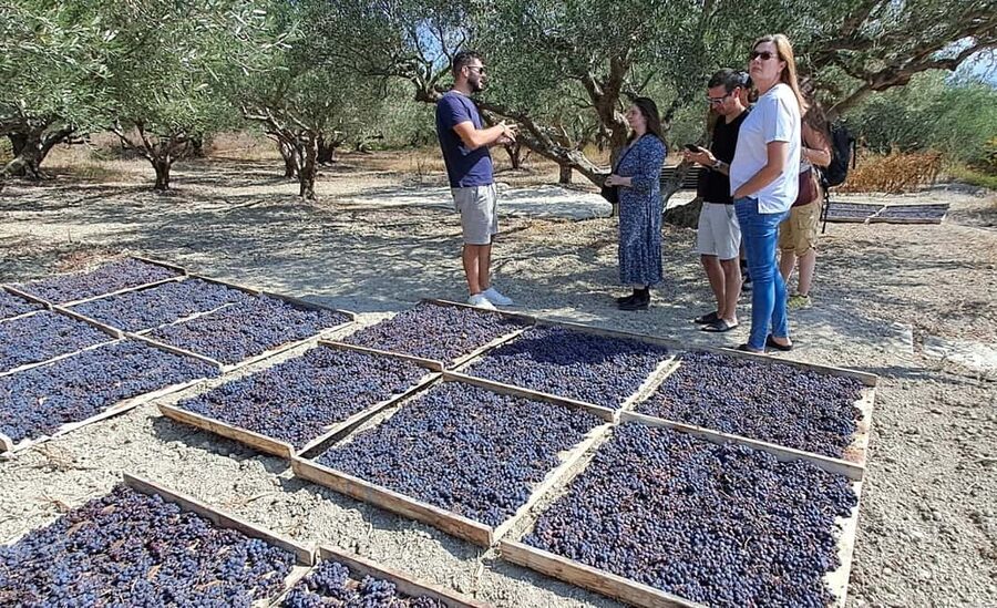 Crete: Knossos Palace, Winery & Olive Oil Tour with Lunch - Van time and group size: comfort and breathing room