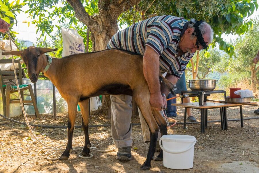 Crete: Lasithi Plateau and Cave of Zeus Off-Road Safari Tour - Key points worth your attention