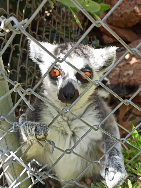 Crete: Milatos Cave Amazonas Zoo Park Jeep Safari Tour - Eastern Crete, But With Stops That Actually Make It Worth the Ride