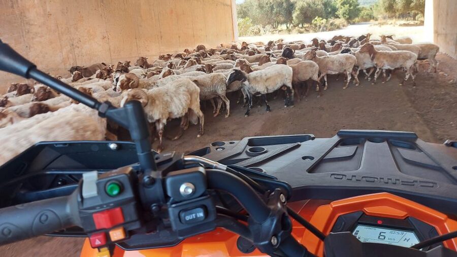 Crete: Off-Road Quad Safari with Lunch/Dinner - Price and Value: How $82 Stacks Up for a 5-Hour Day