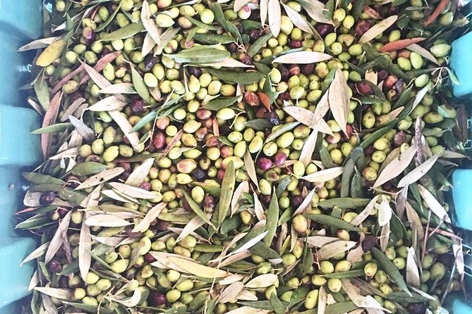 Crete: Olive Oil, Soap, Wine, Raki - Flavorful Culinary Journey - Soap Workshop: Olive Oil Becomes Something You Can Hold