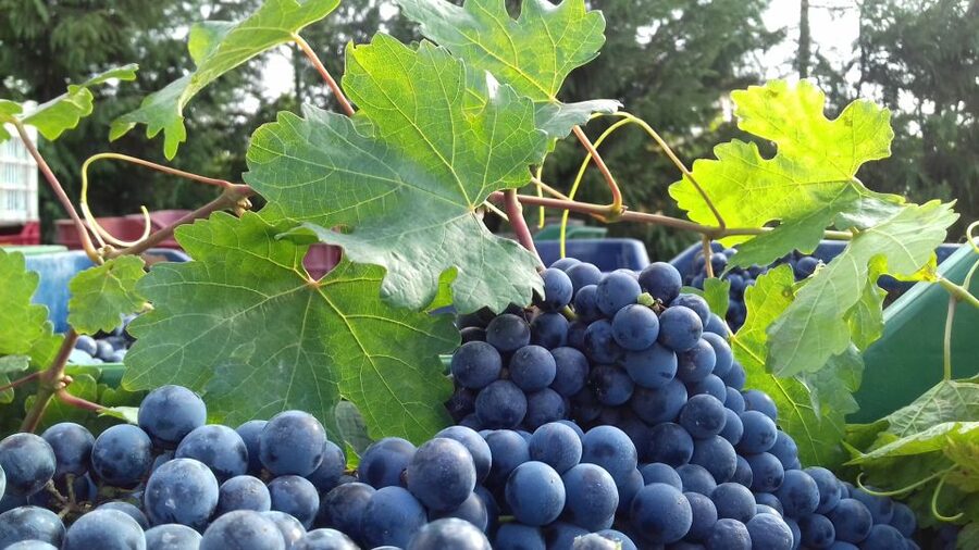 Crete: Olive, Wine, & Raki on a Flavorful Culinary Journey - Archanes Winery Stop: Indigenous Grape Focus and a Proper Lunch
