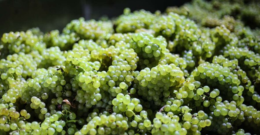 Crete: Olive, Wine, & Raki on a Flavorful Culinary Journey - Transport in a Premium SUV: The Hidden Value